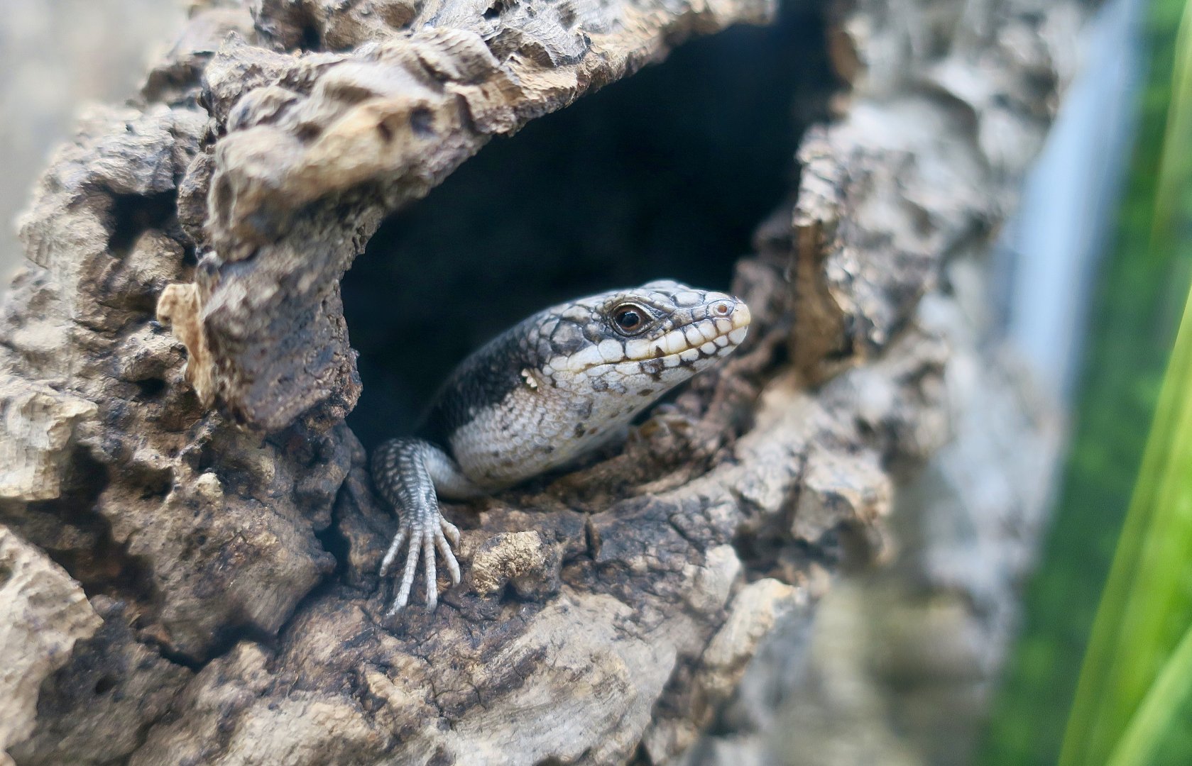 Tree-Crevice Skink (Egernia striolata) - The Gecko Gallery NYC