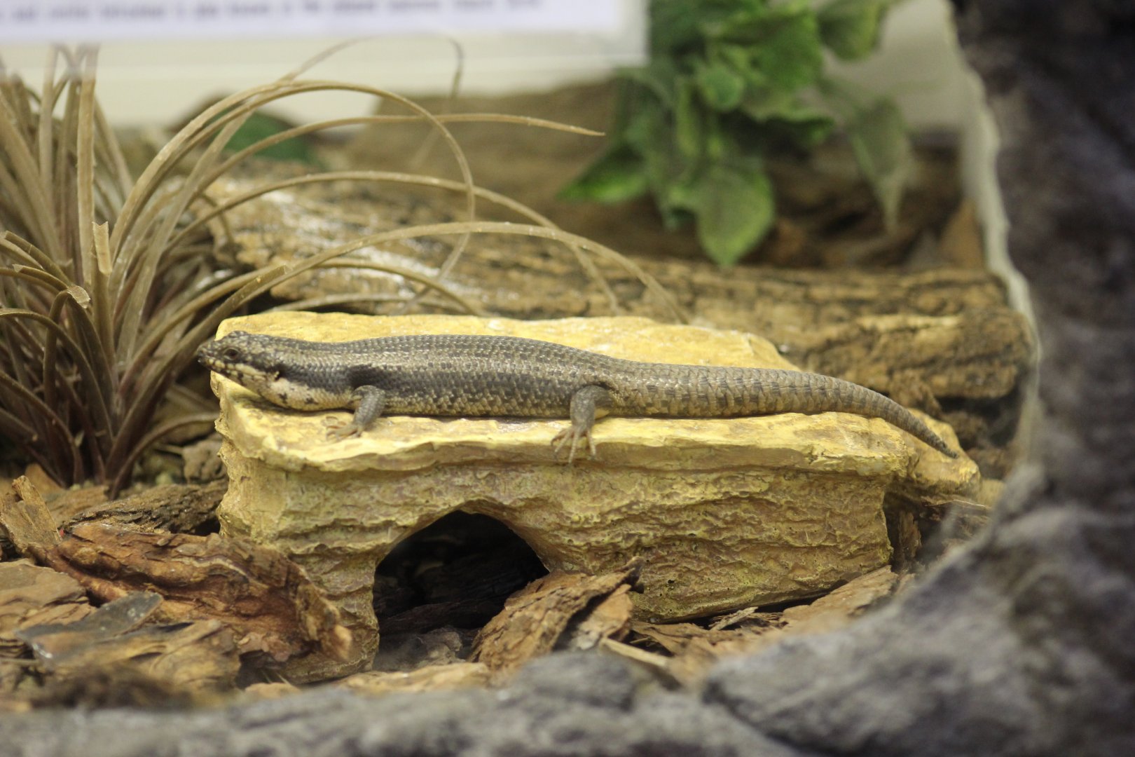 Tree Crevice-Skink