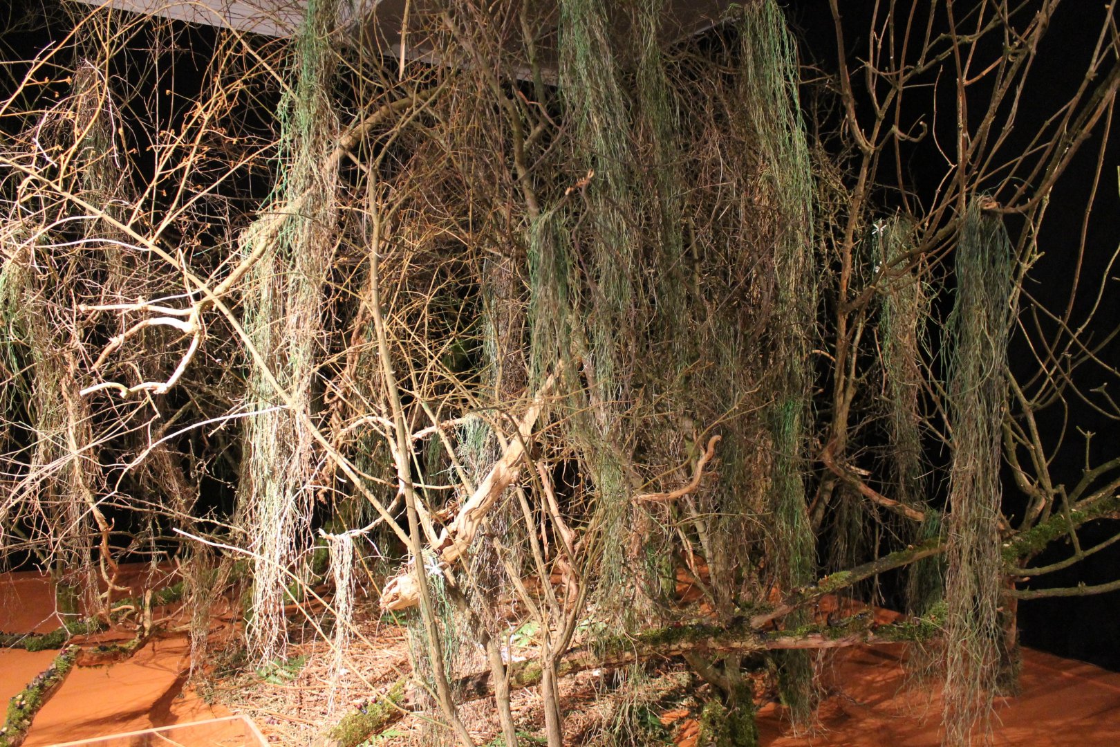 Tree decorated by Archbolds bowerbird