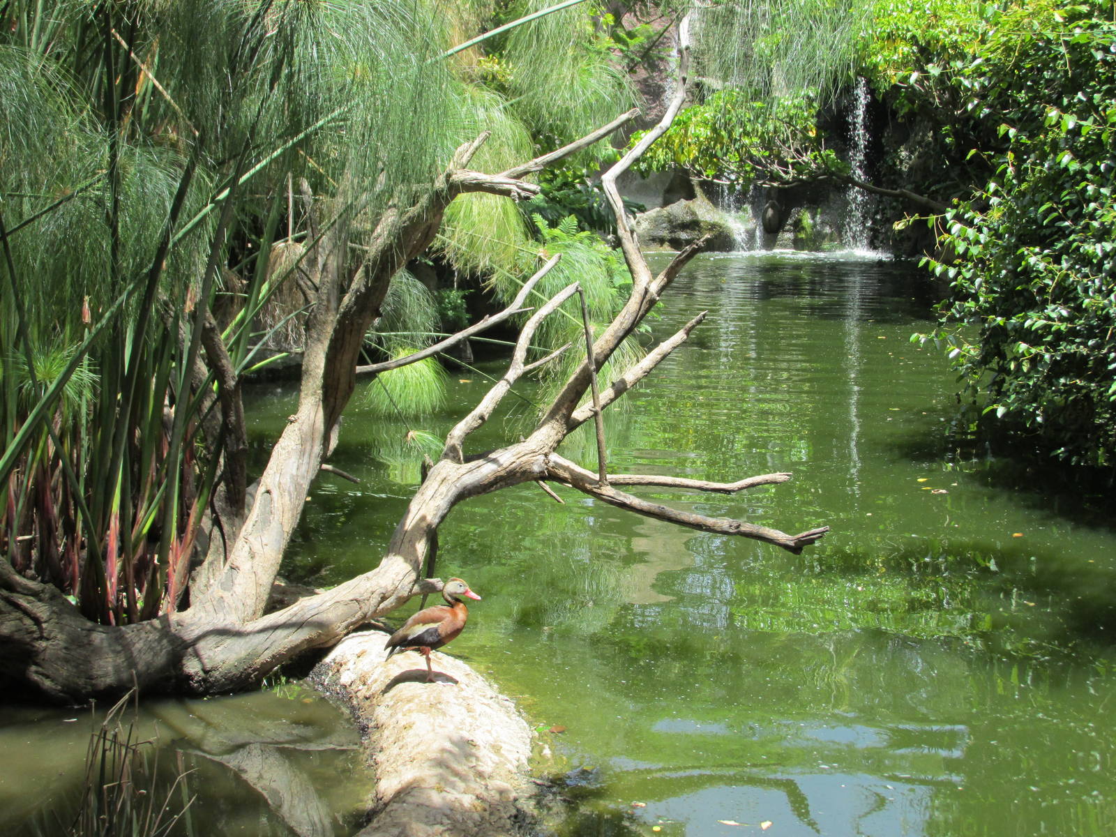 tree duck africam safari