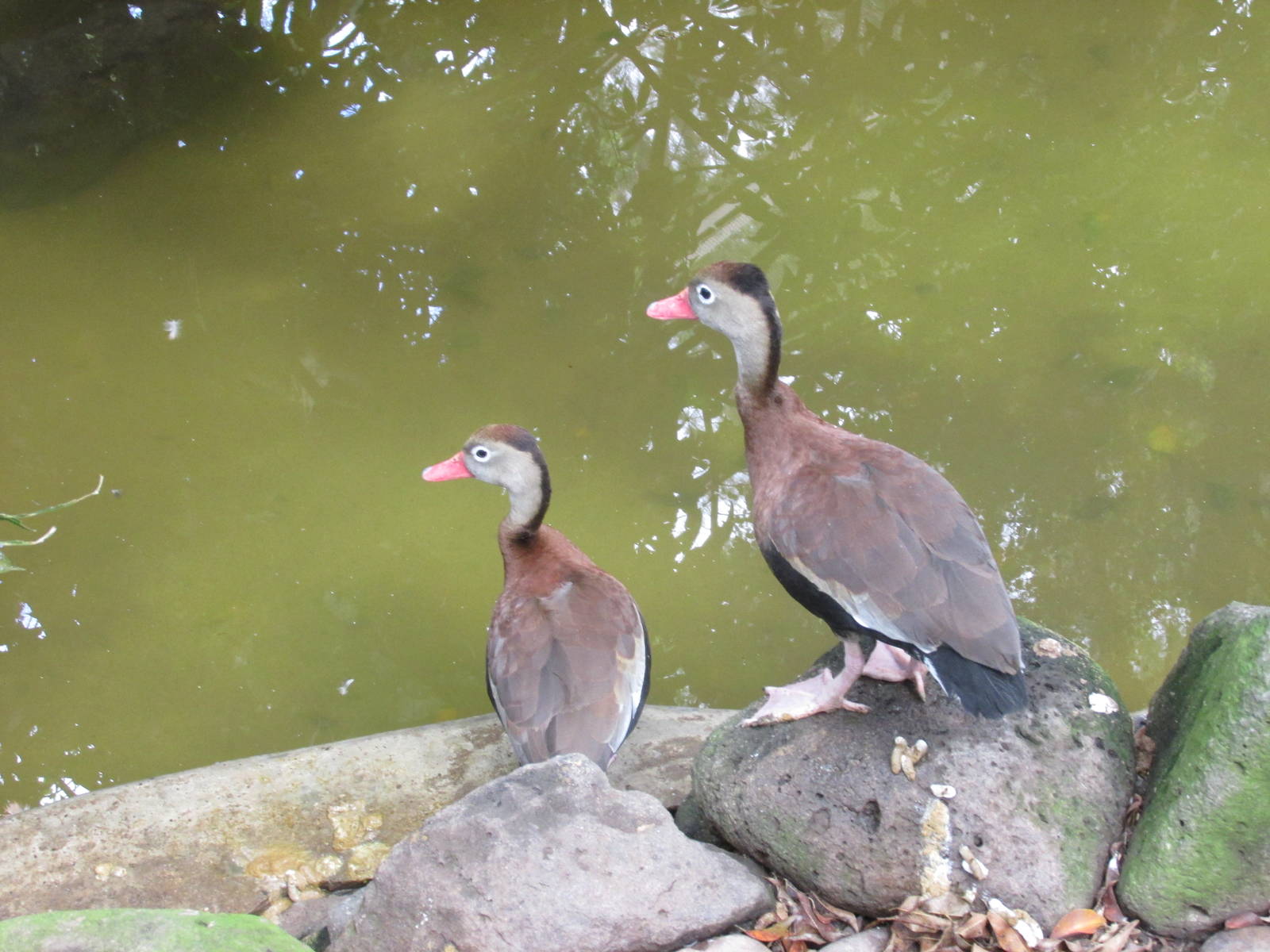 tree ducks guadalajara zoo