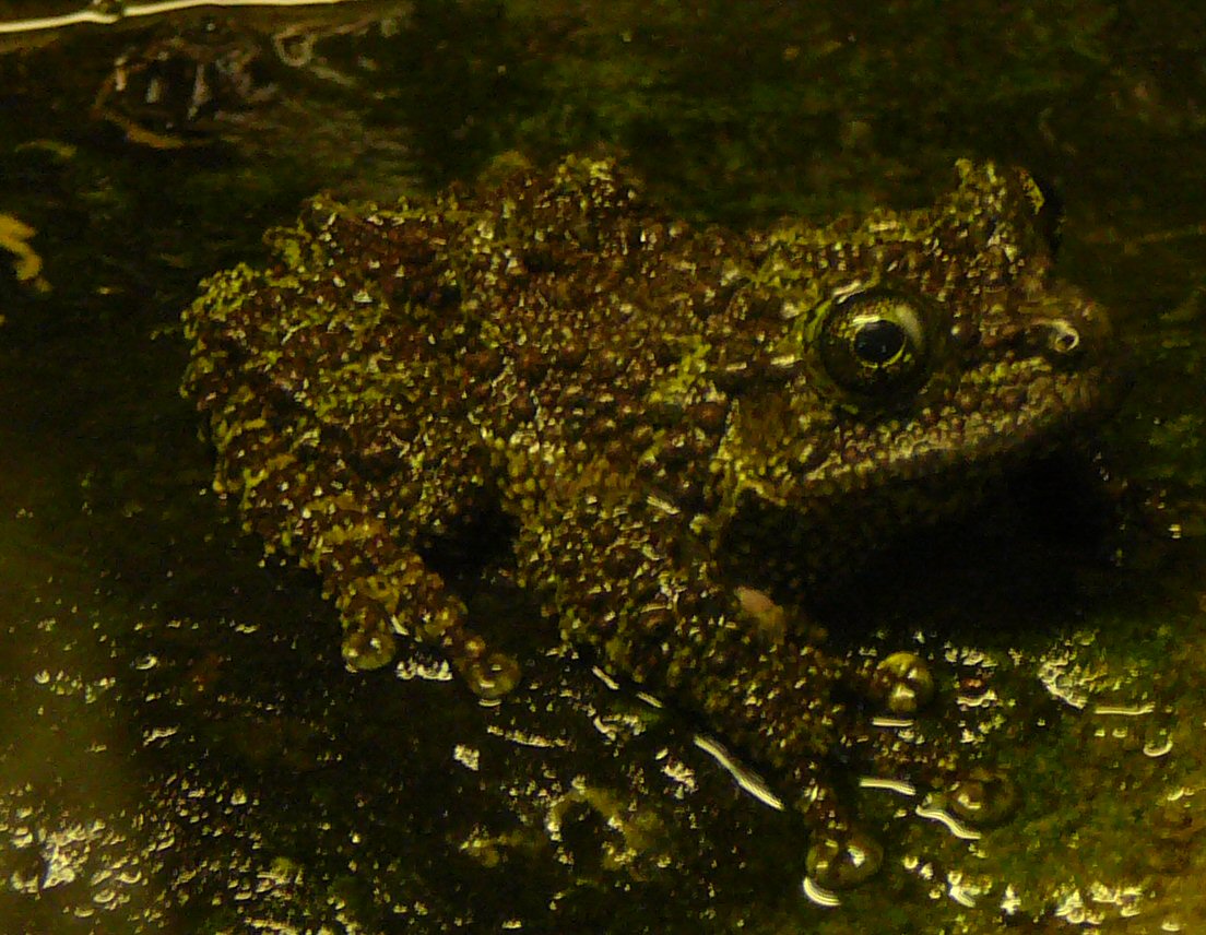 tree frog at Riga Zoo