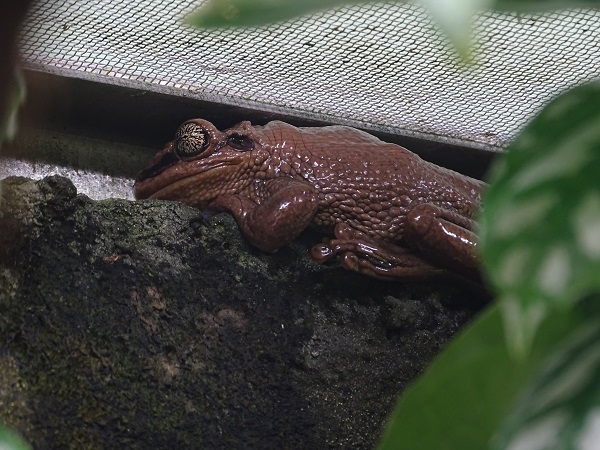 Tree frog, Berlin Zoo 09/2021