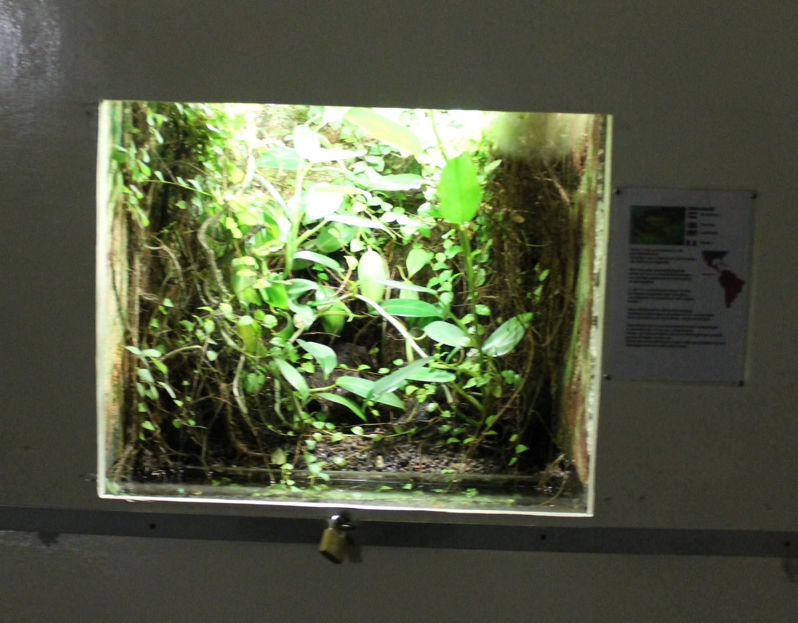 Tree frog enclosure