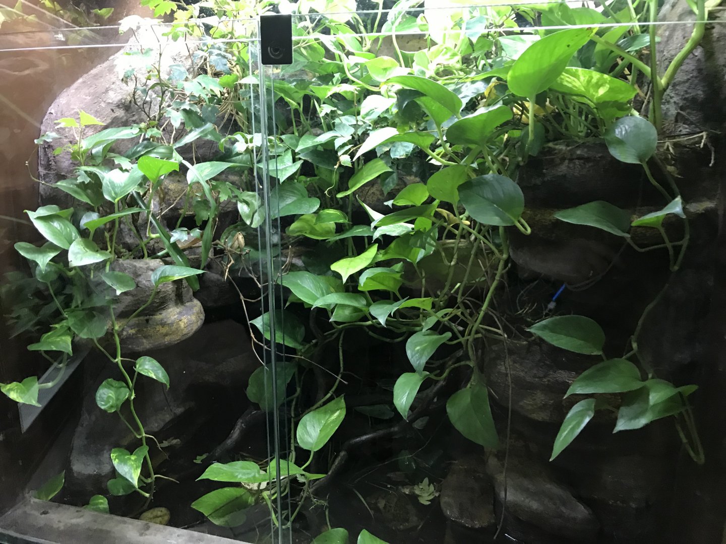 Tree frog exhibit 171018