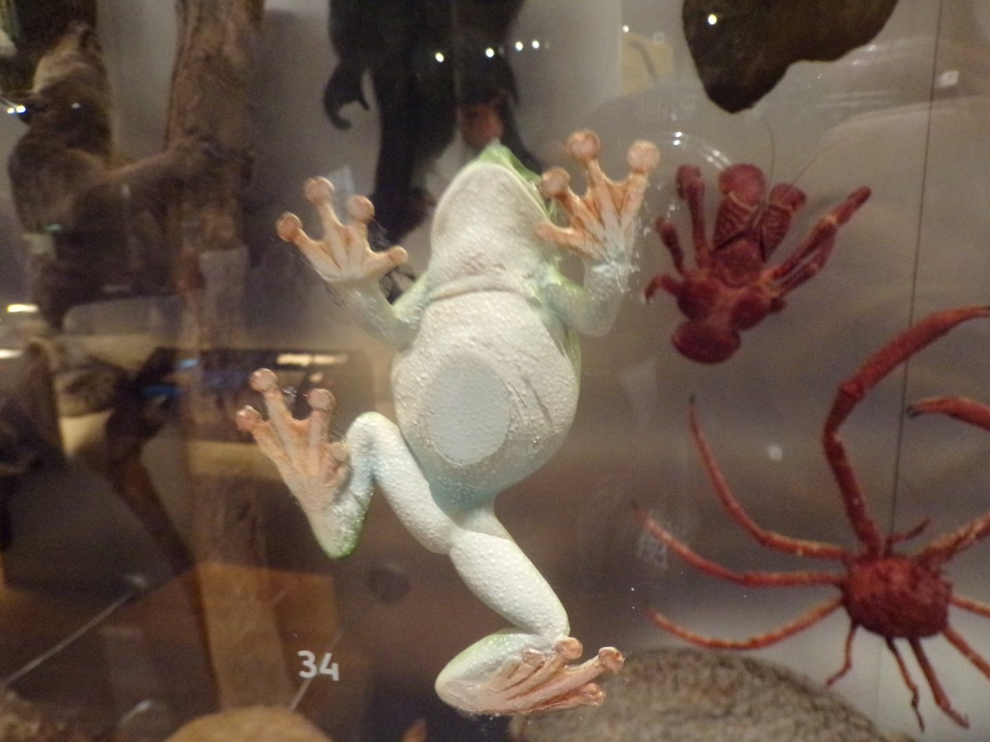 Tree frog exhibit 30.12.22