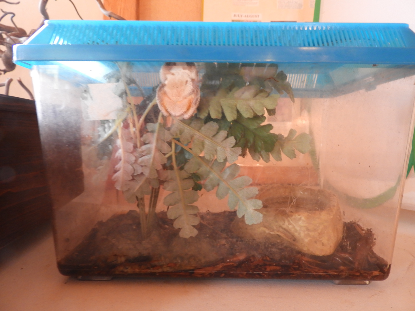 Tree Frog exhibit - Butterfly Gardens of Wisconsin