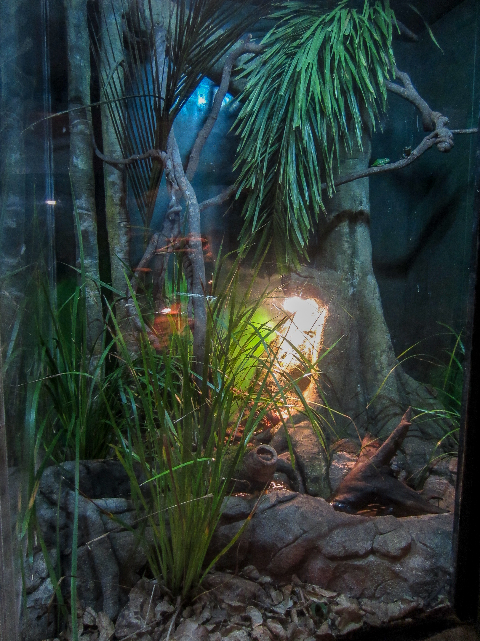Tree frog exhibit