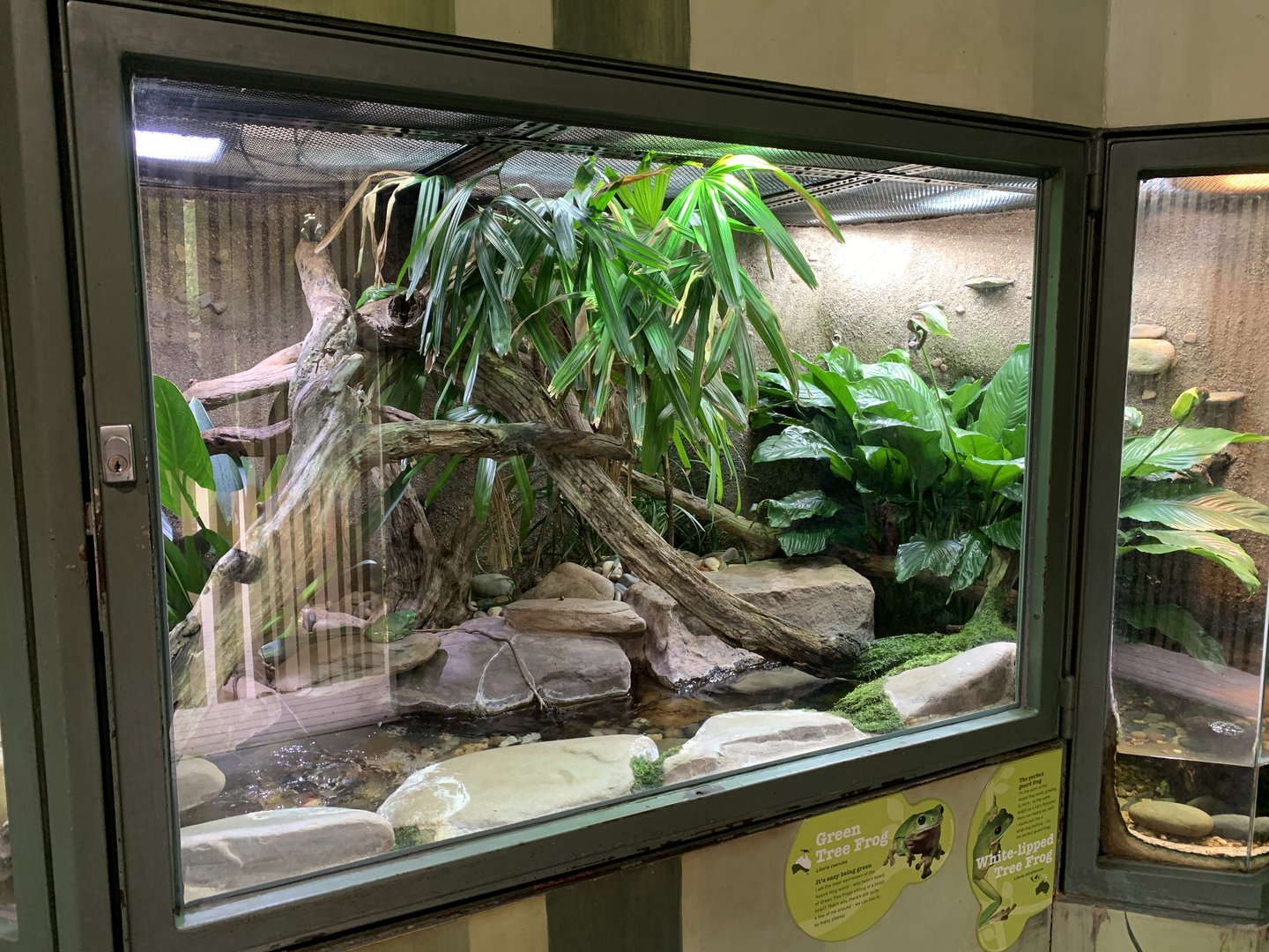 Tree Frog Exhibit