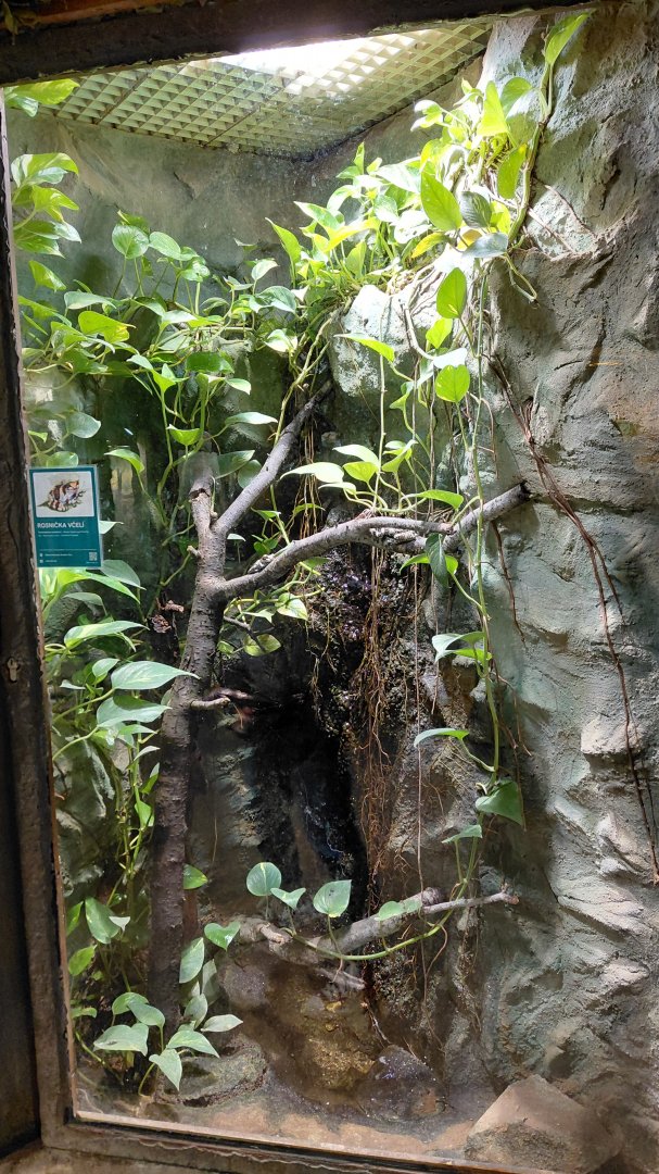 Tree frog exhibit