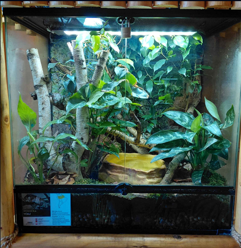 Tree frog exhibit