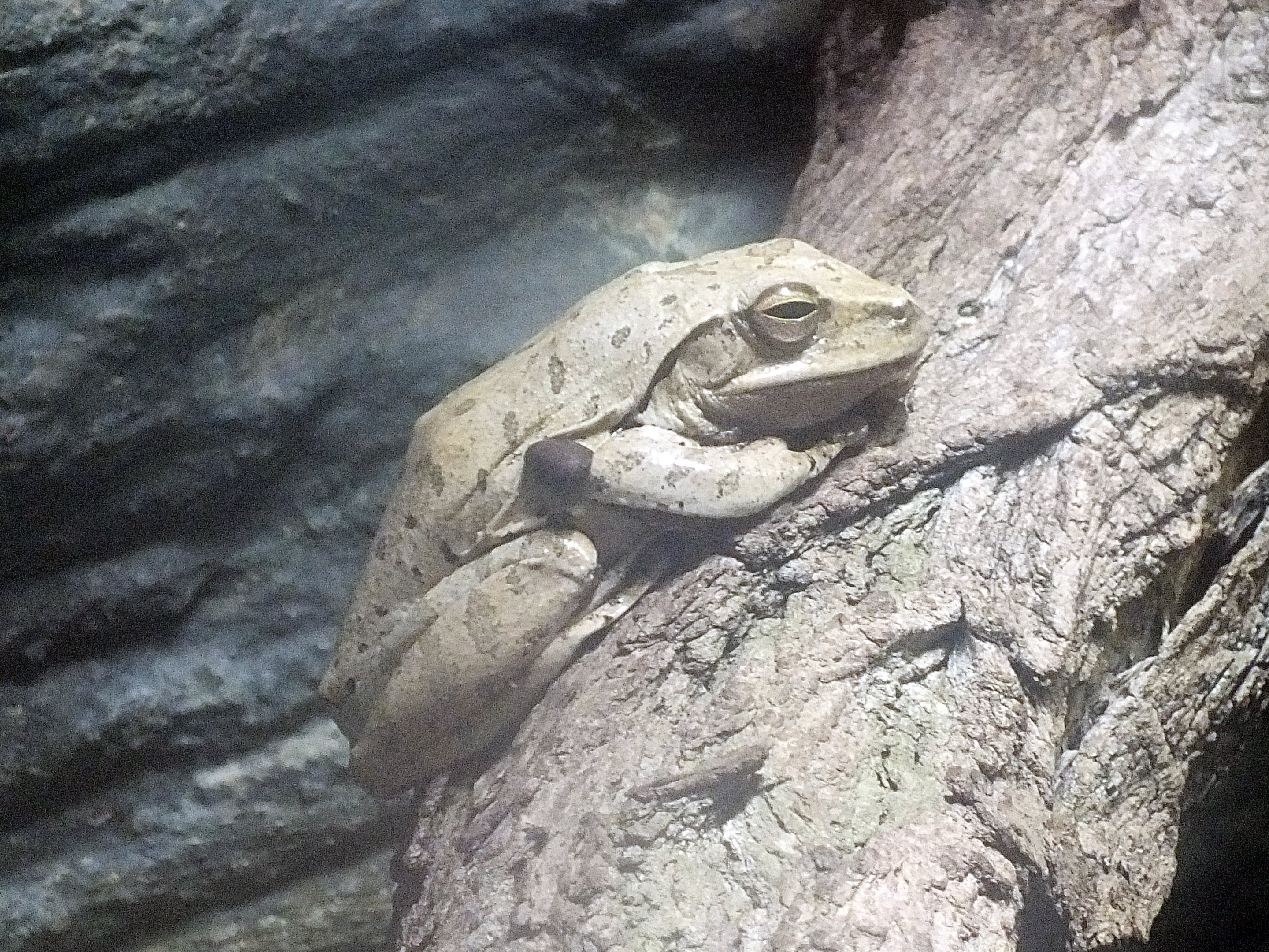 Tree frog / flying frog ID?