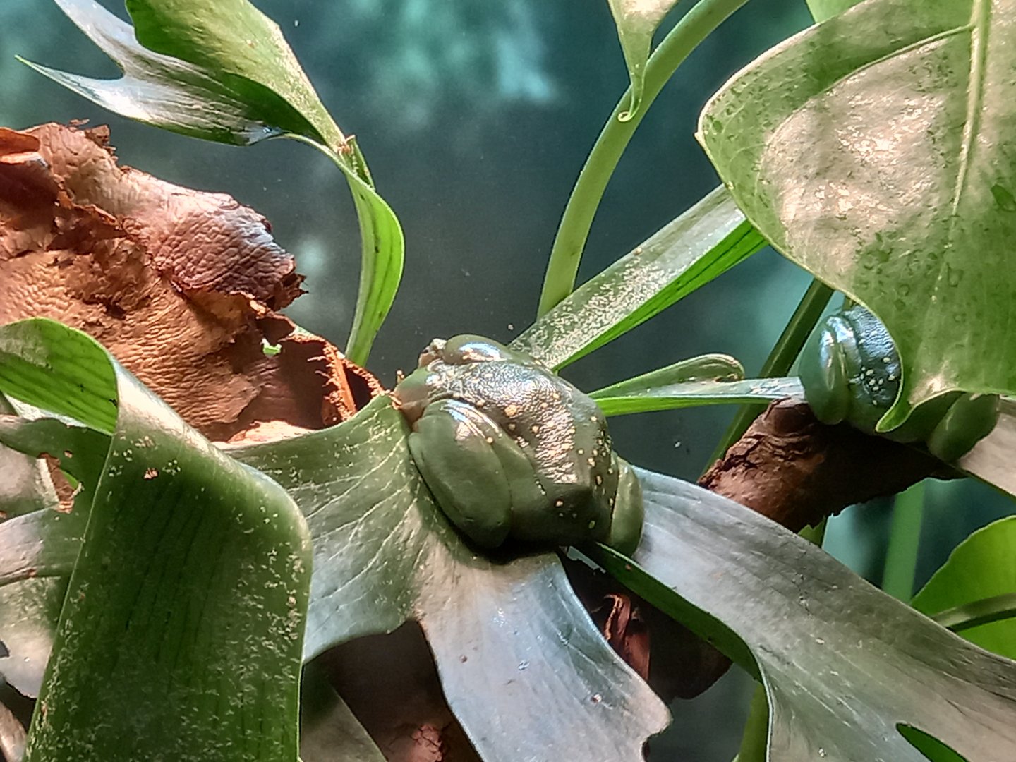 Tree frog for ID - Manchester Museum Vivarium