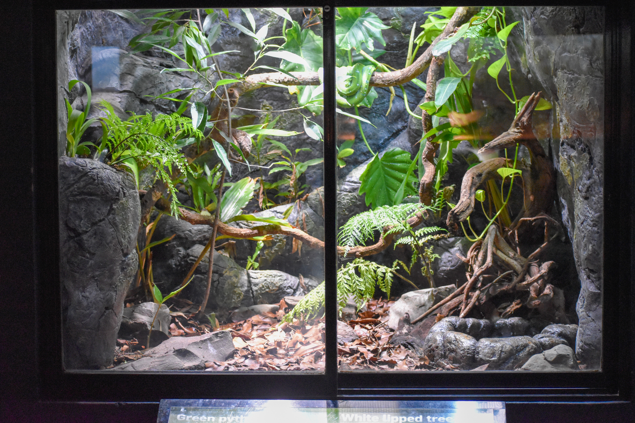 Tree Frog/Green Tree Python Enclosure