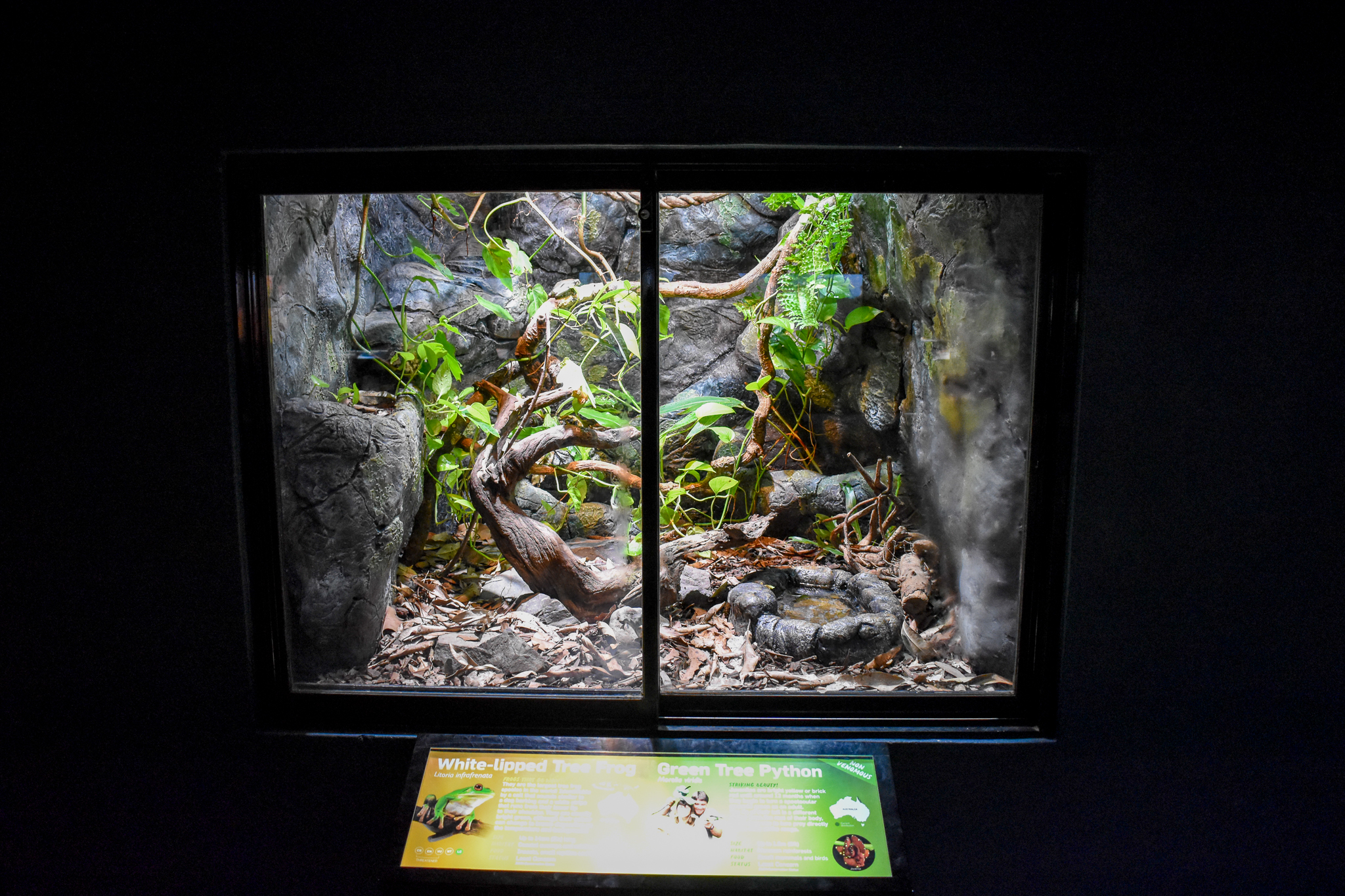 Tree Frog/Green Tree Python Enclosure