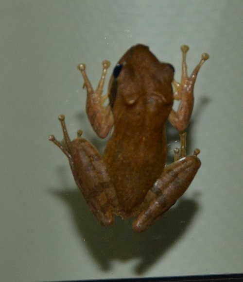 Tree frog  ID?