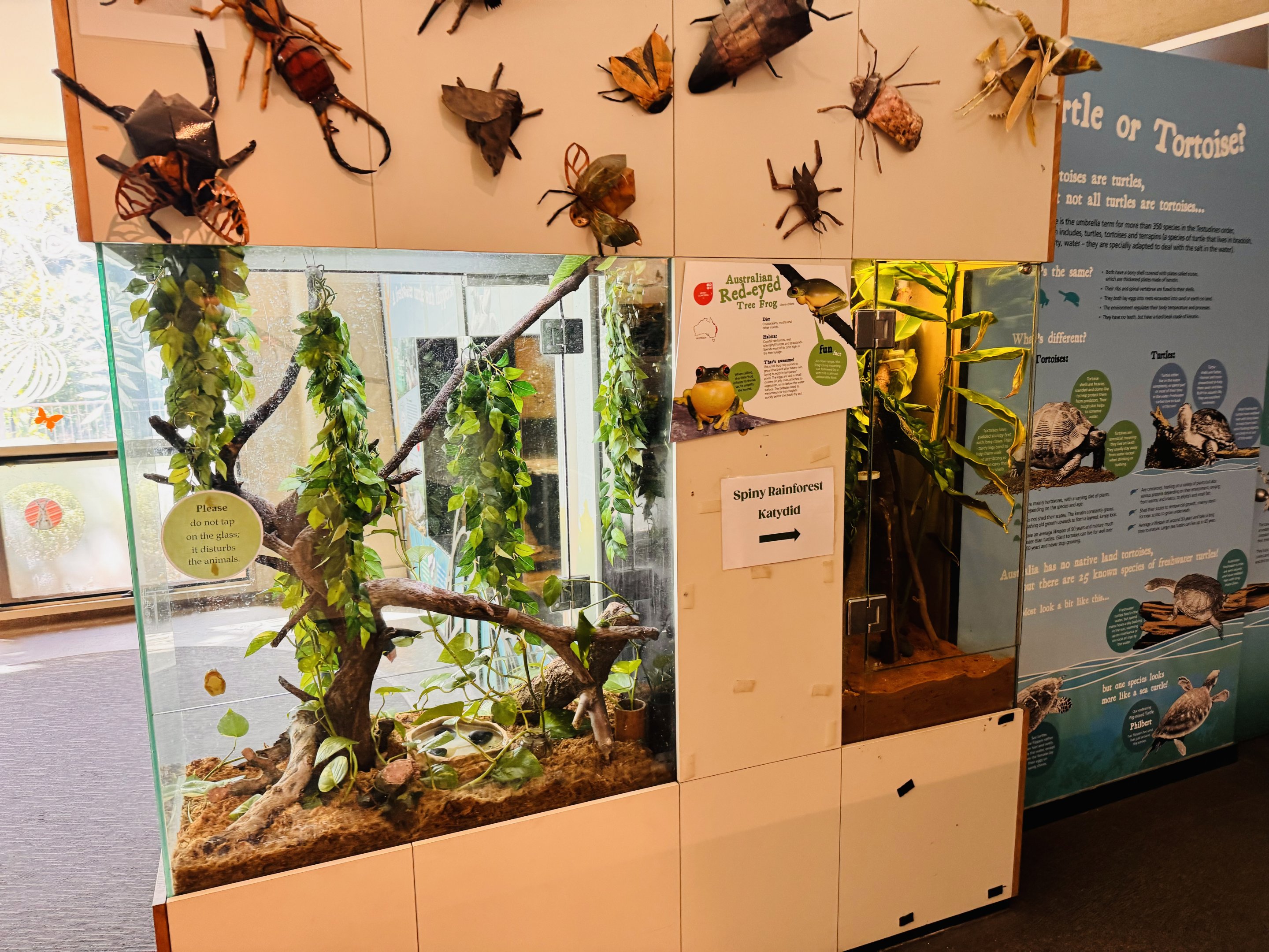 Tree frog/rainforest katydid tanks