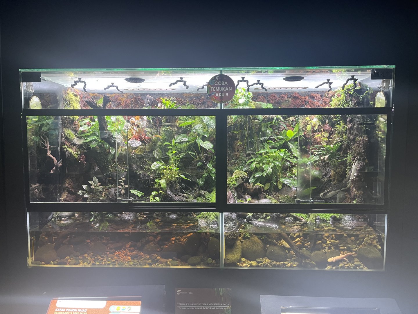 tree frog & salamander exhibit - museum komodo