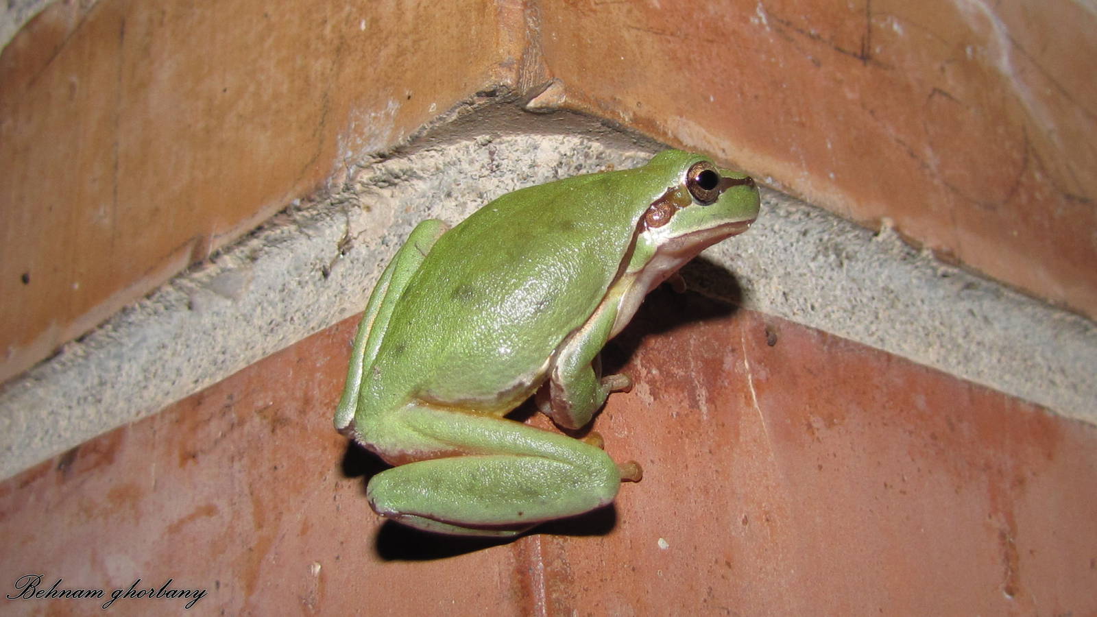 Tree frog