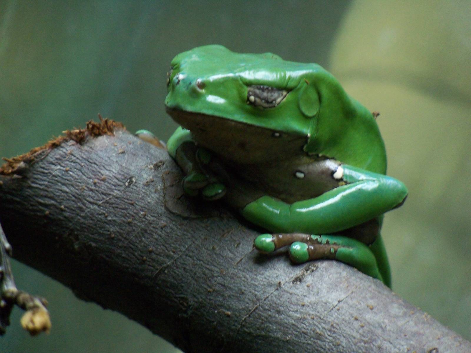 Tree Frog