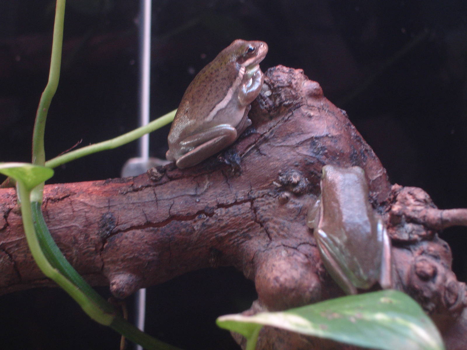 Tree Frog