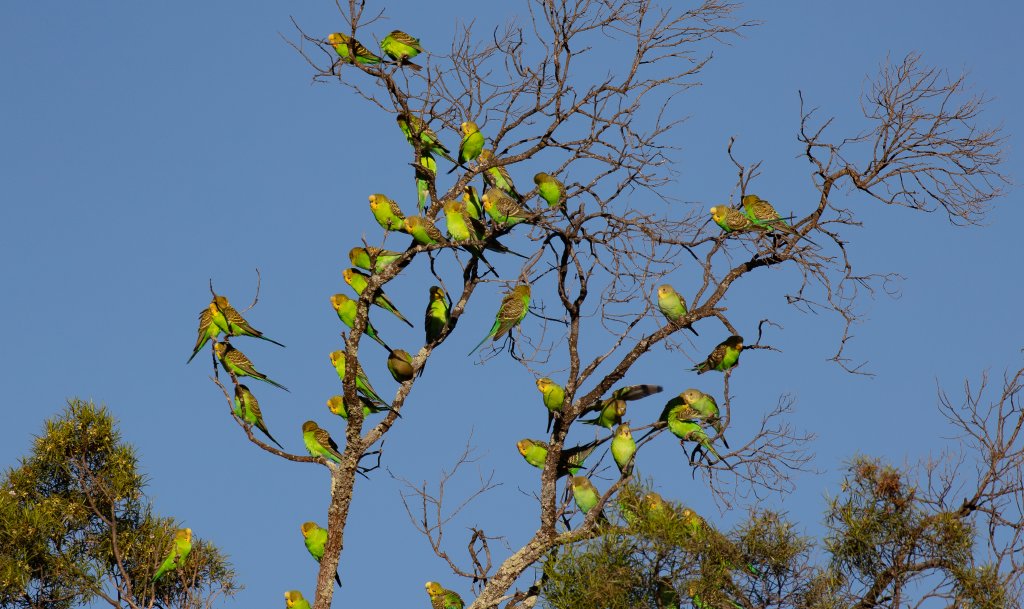 Tree full of Budgies