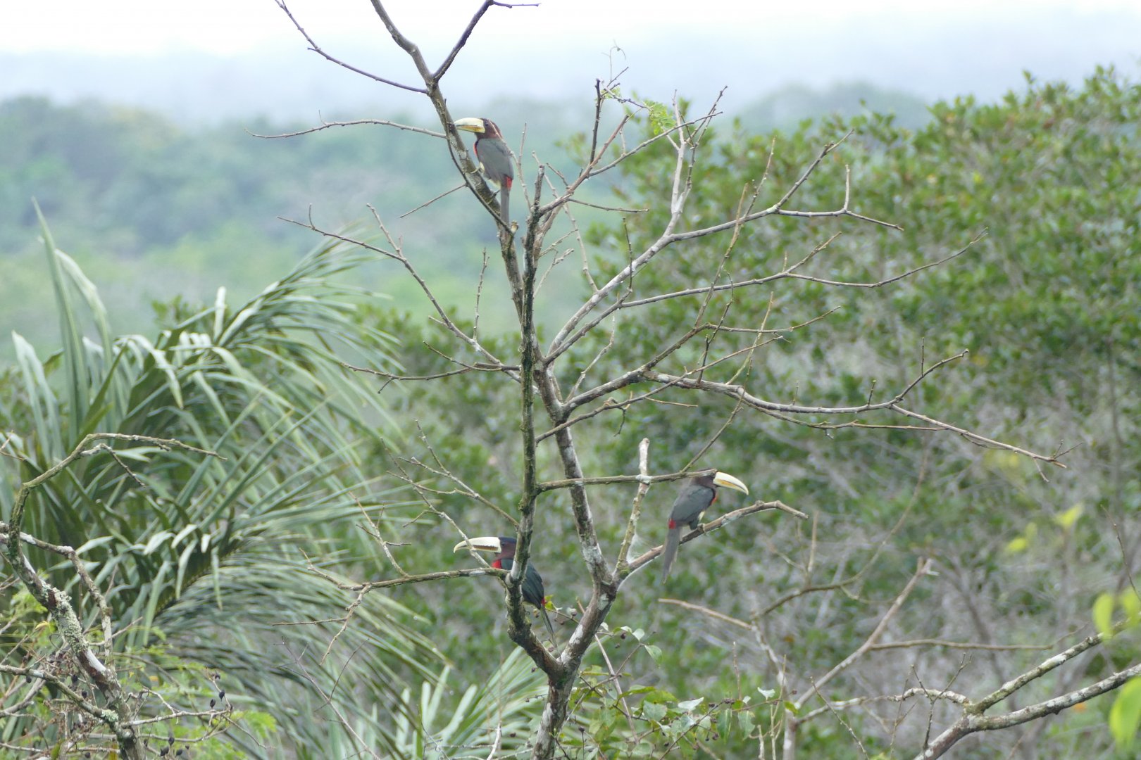 Tree full of Ivory-billed Araçaris