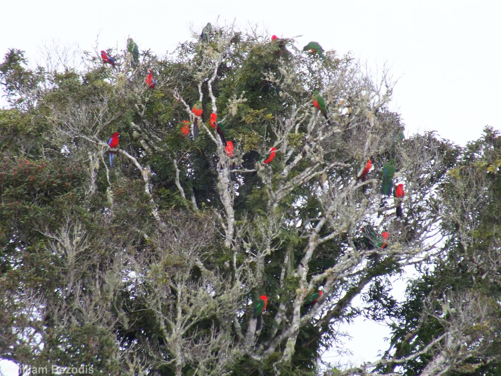 Tree Full of King Parrots and Crimson Rosellas - Lamington National Park