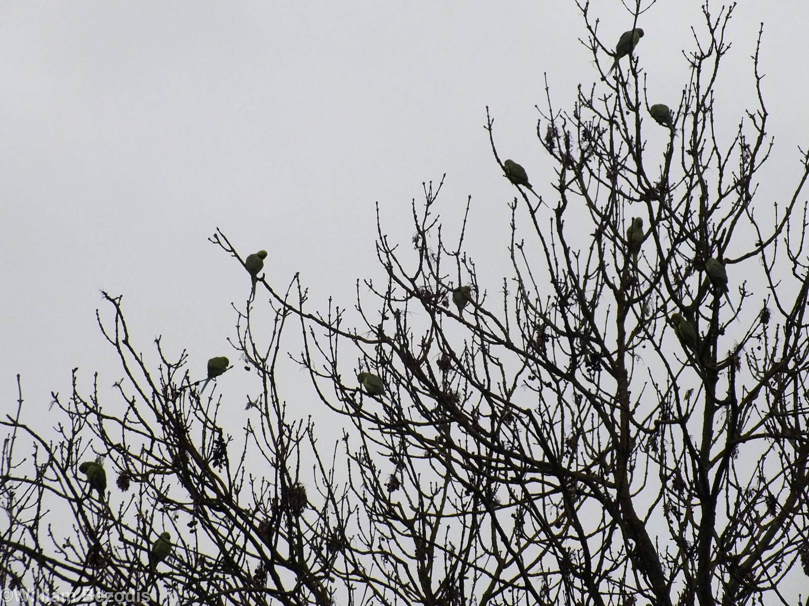 Tree Full of Parakeets - Richmond Park
