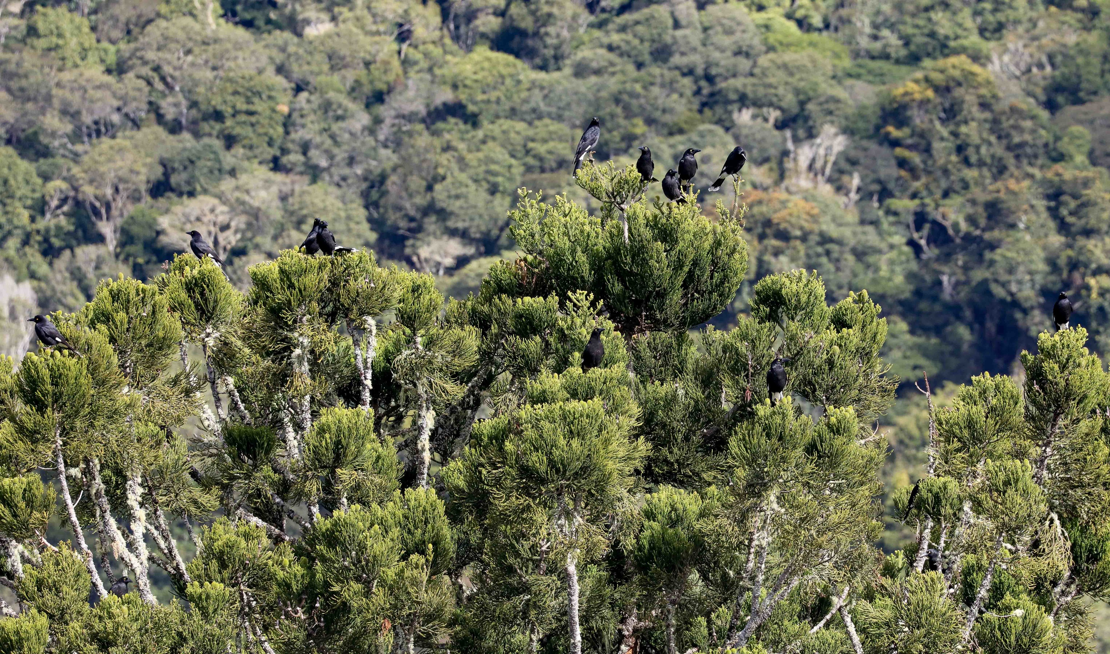 Tree full of Pied Currawongs (a dozen)