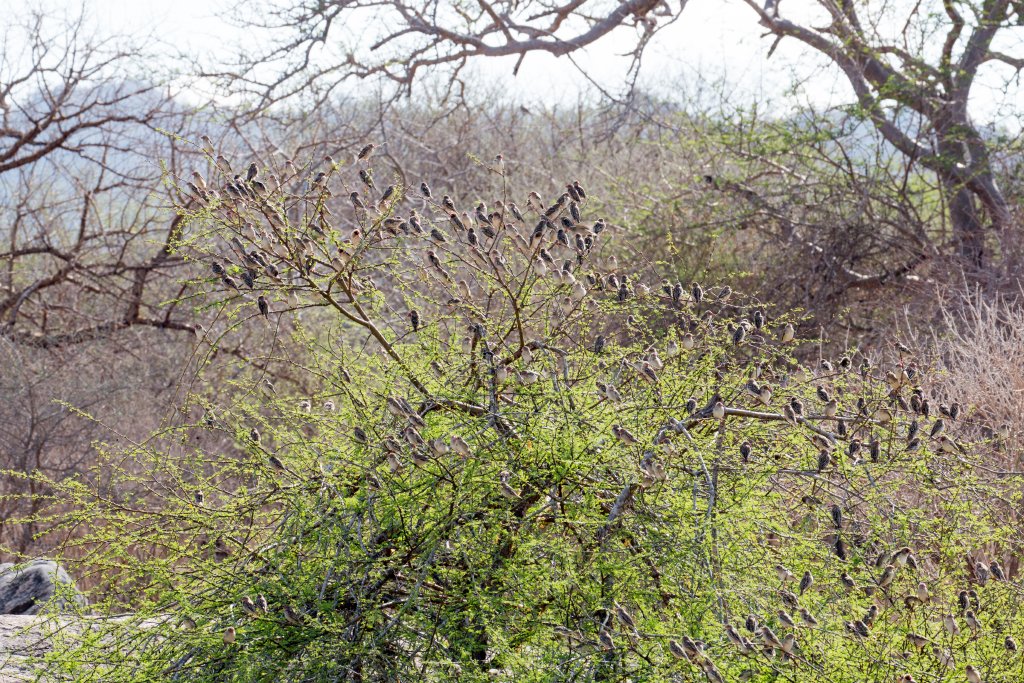 Tree full of Red-billed Quelea