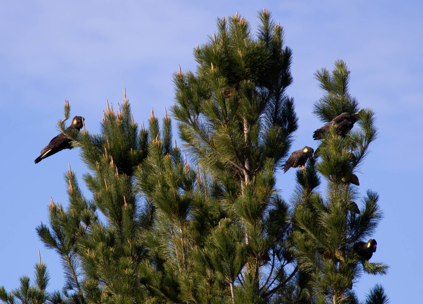 Tree-full of Yellowtailed Black Cockatoos