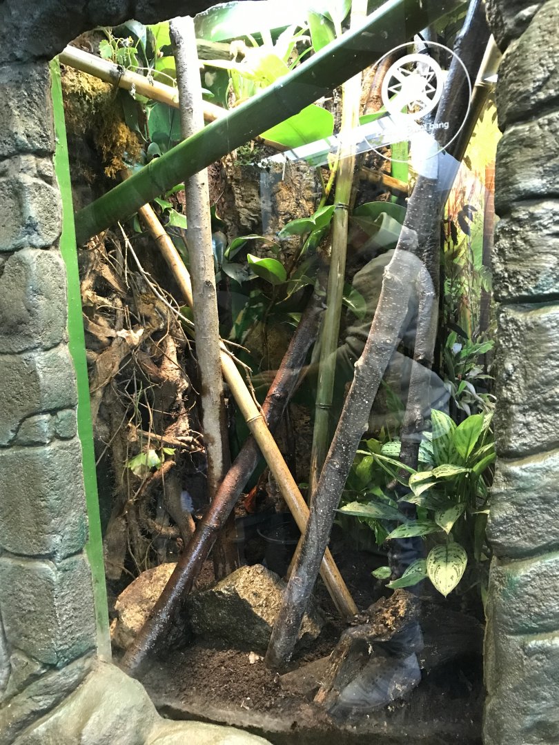 Tree gecko enclosure