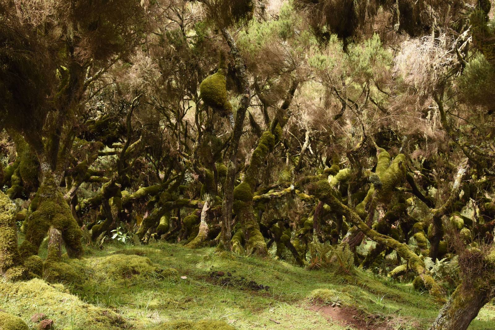 Tree heathers Harenna forest