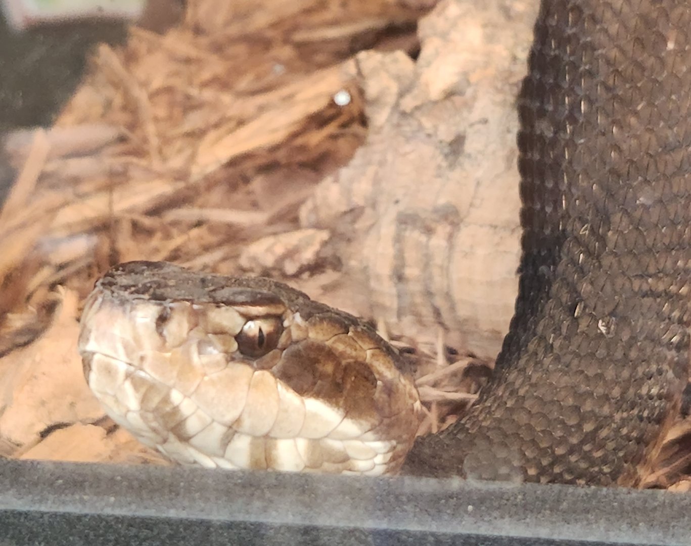 Tree Hill Nature Center - Cottonmouth