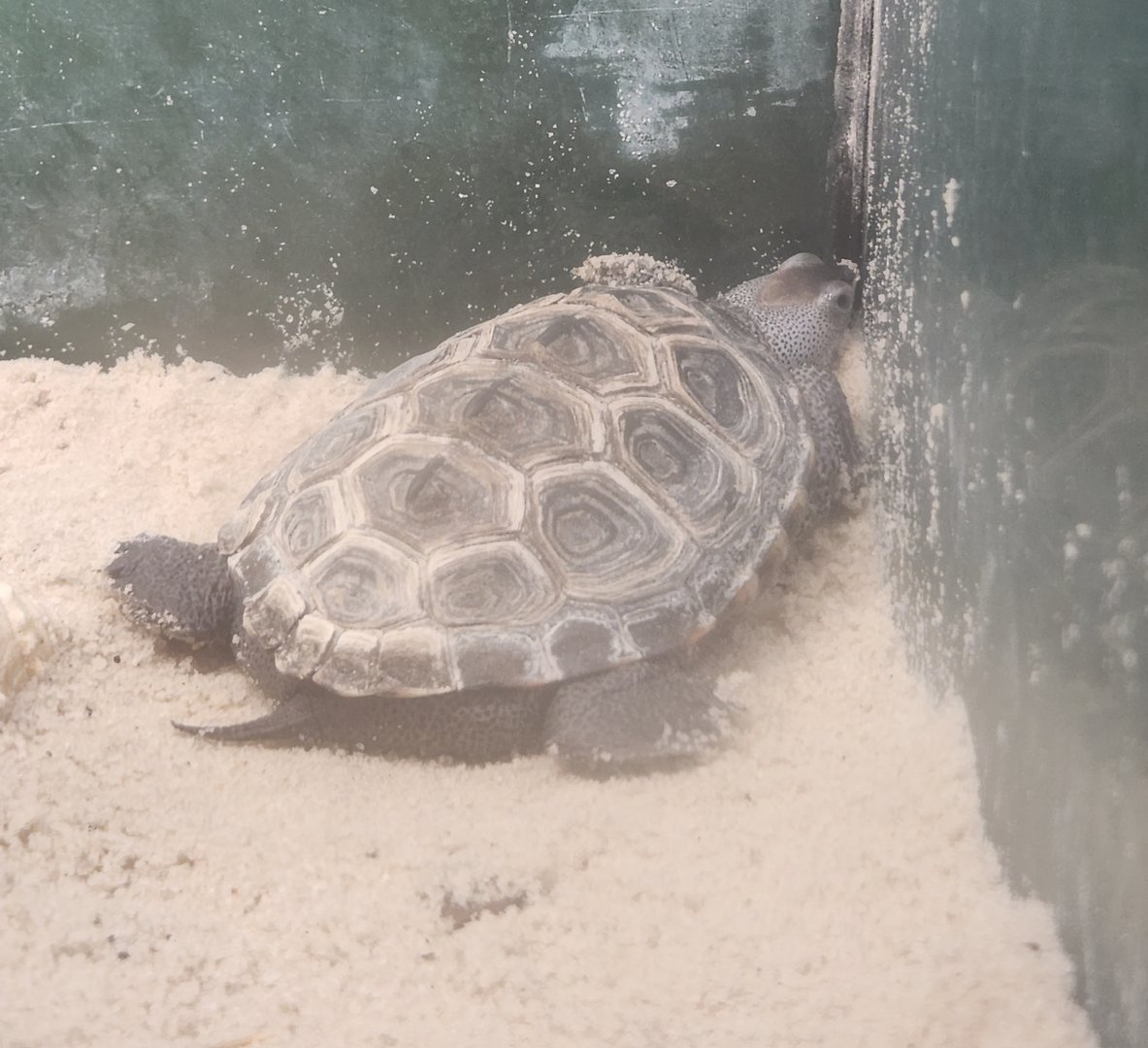 Tree Hill Nature Center - Diamondback Terrapin