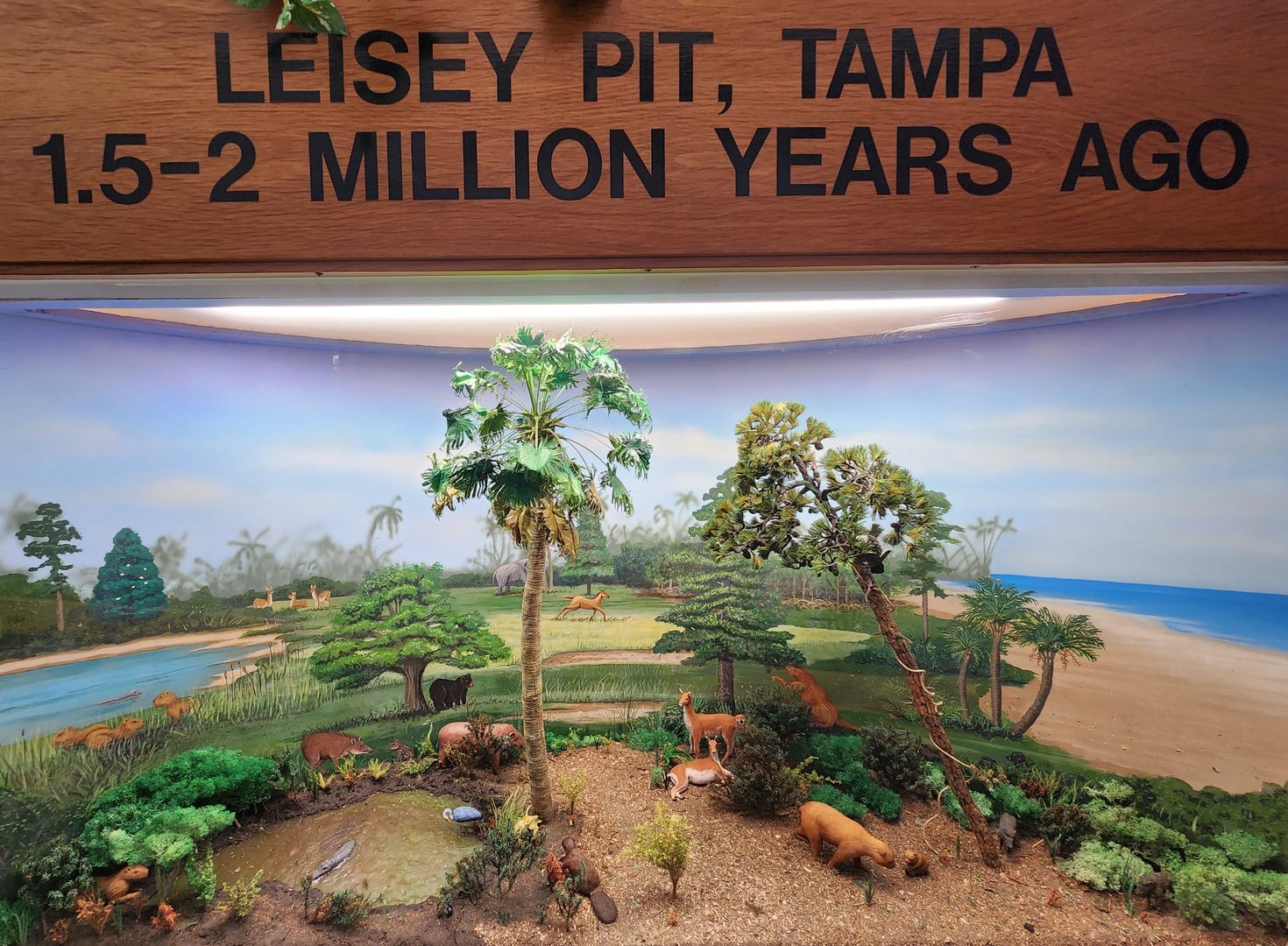 Tree Hill Nature Center - Diorama example