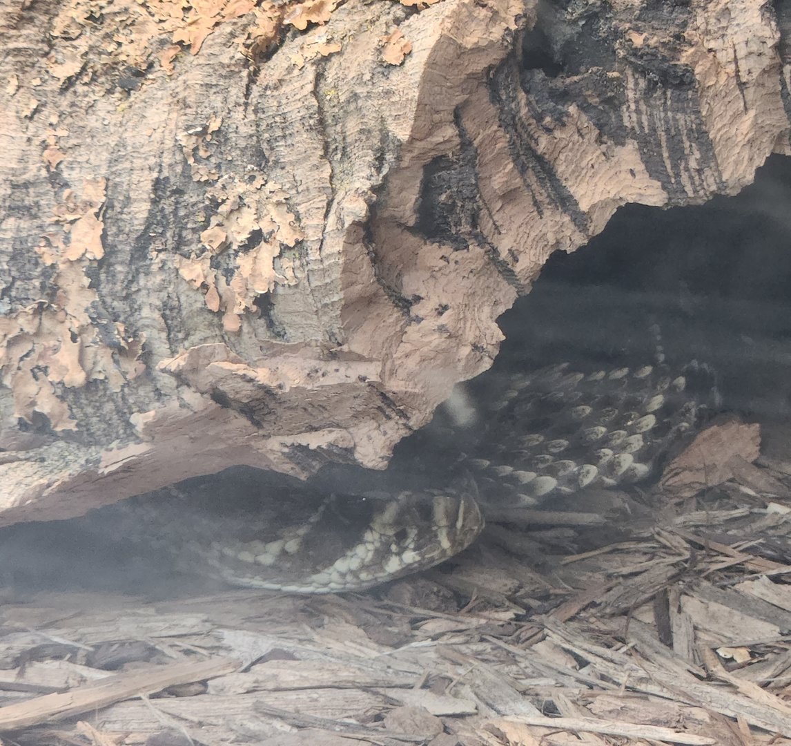 Tree Hill Nature Center - Hiding diamondback