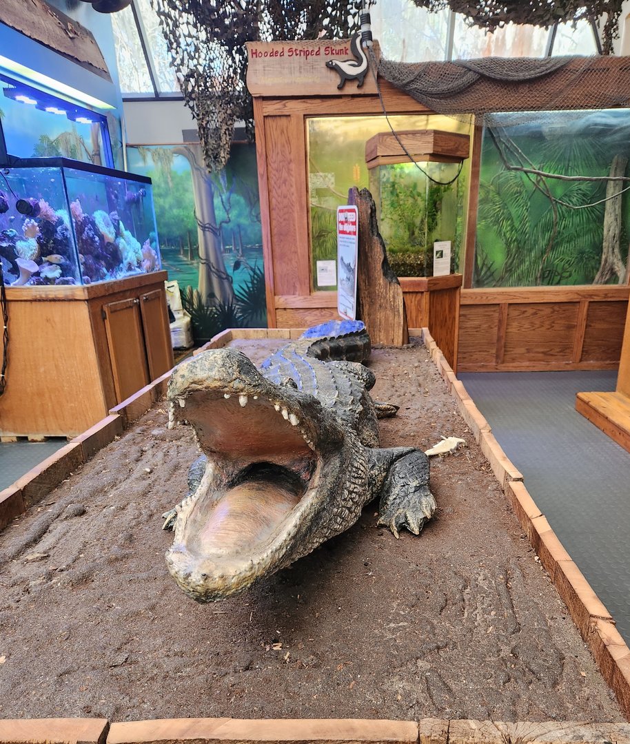 Tree Hill Nature Center - Main animal exhibit room