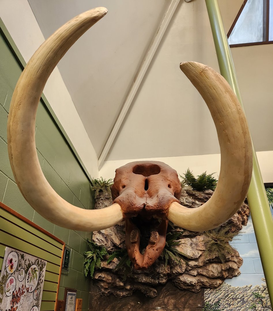 Tree Hill Nature Center - Mammoth skull