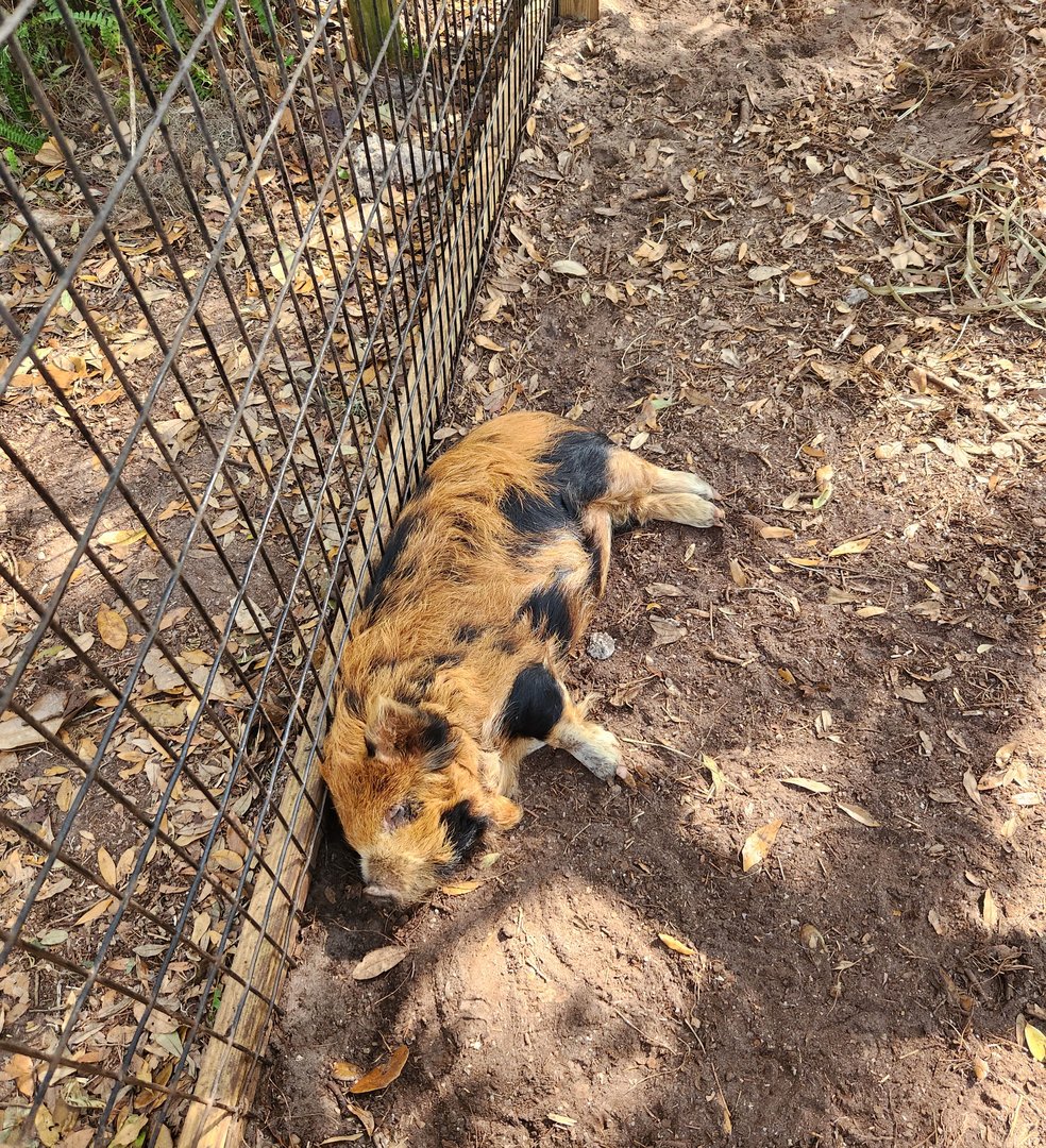 Tree Hill Nature Center - Ready for belly scratches