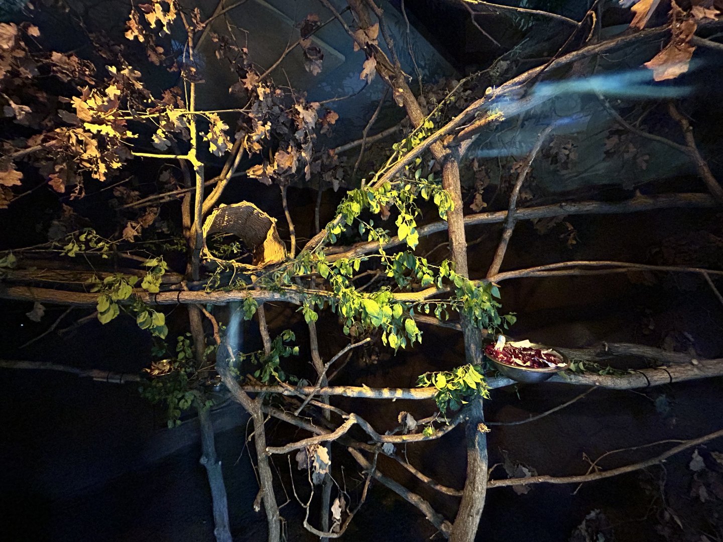 Tree Hyrax Exhibit - Mefou Center