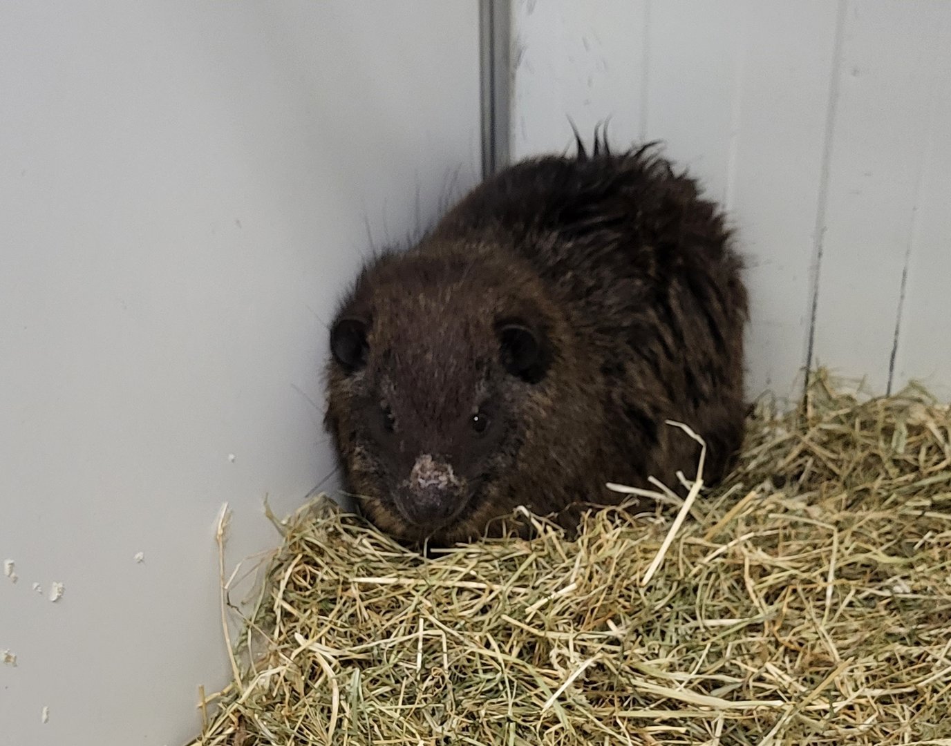 Tree hyrax from Togo, prob. the newly discribed species