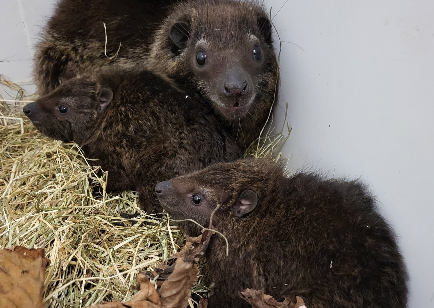 Tree hyrax with young from Togo, prob. the newly discribed species
