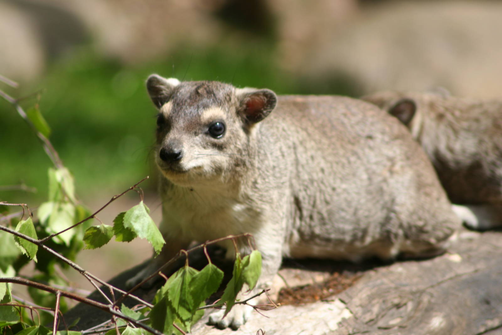 Tree hyrax
