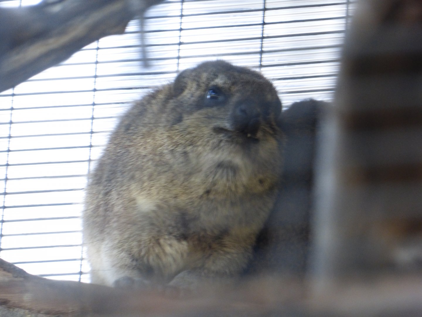 Tree hyrax?