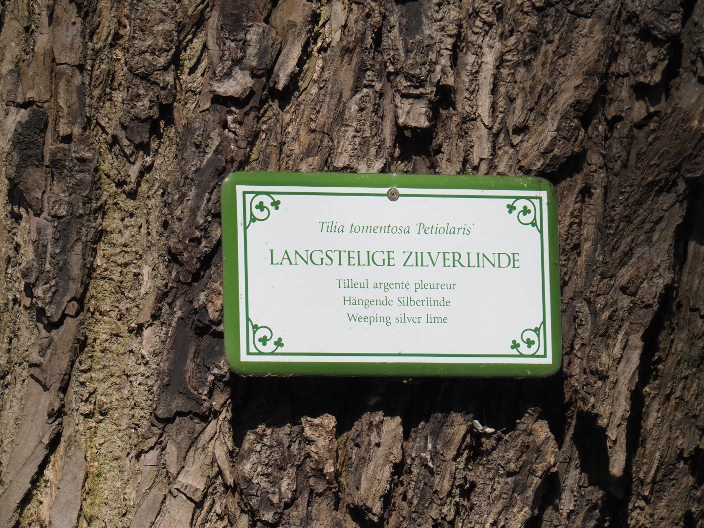 Tree identification sign weeping silver linden, 2019-04-20