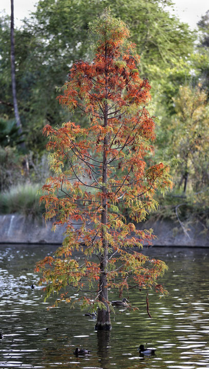 tree in lake