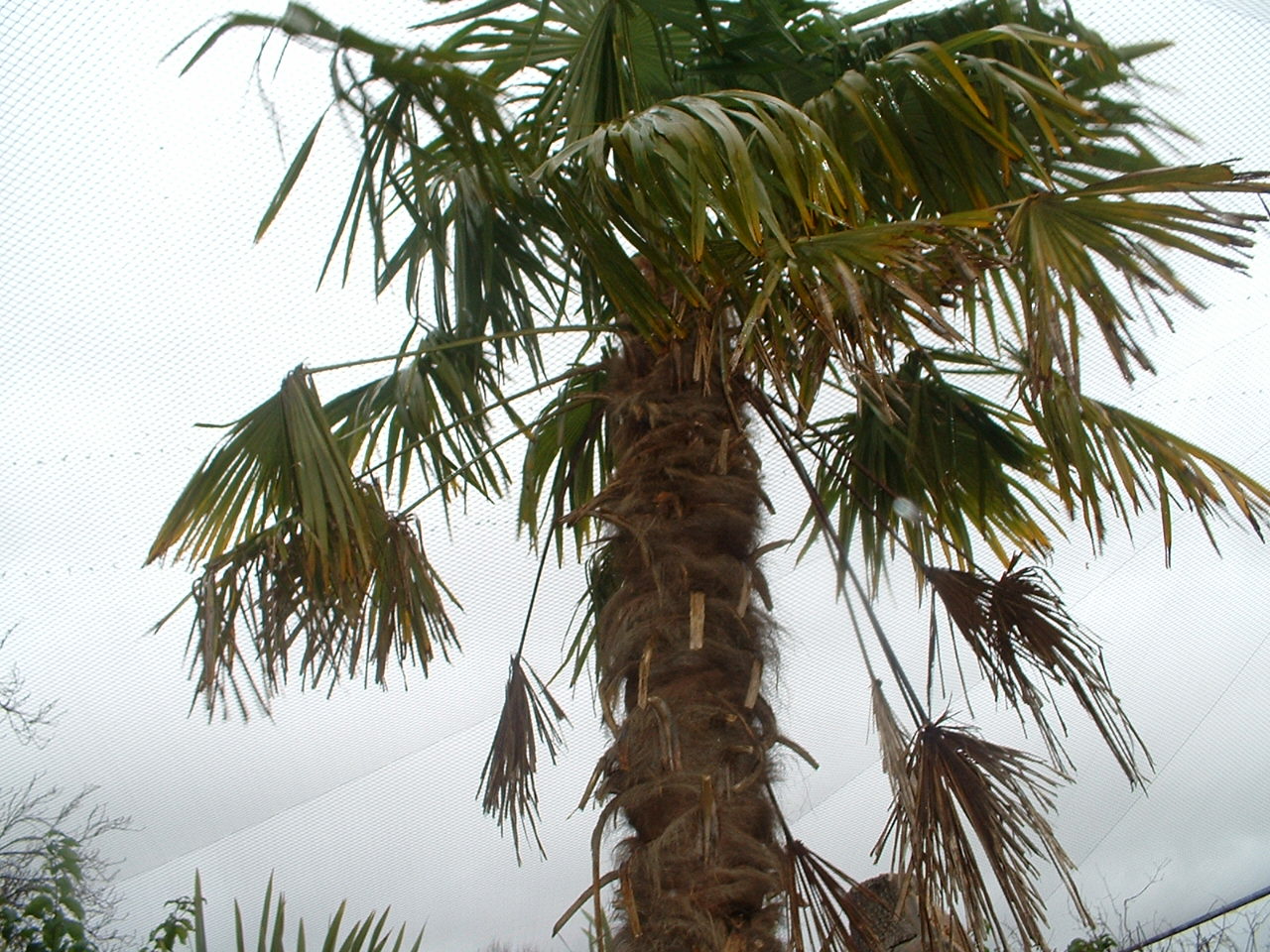 tree in Madagascar