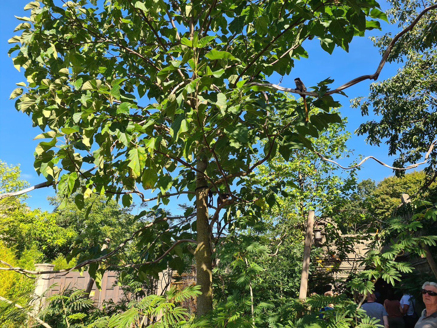 Tree in Monkey ruins